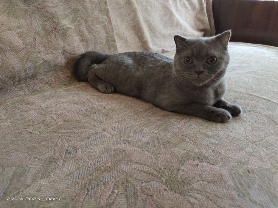 Продам котят в хорошие руки