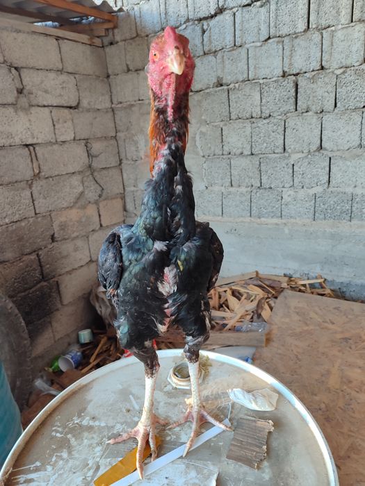 Бойтсовые петух прадаётся