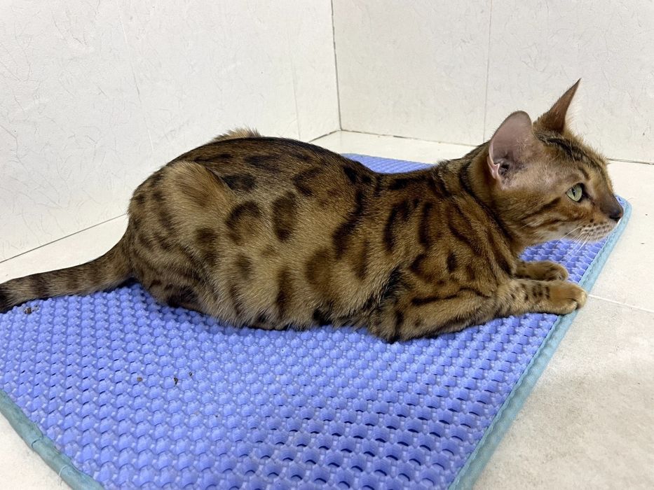 Bengal toza zot kichkina emas katta