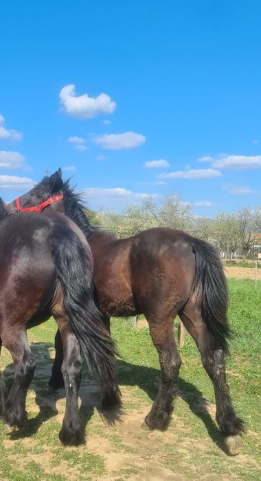 Mânz de vânzare /schimb