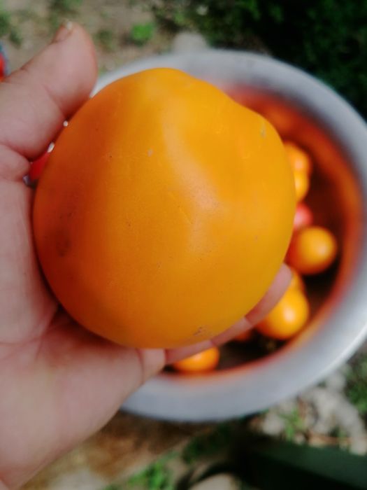 Продам домашние помидоры.