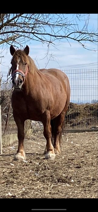 Manz blond cu genetica f buna