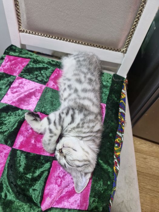 Мальчик скоттиш страйт