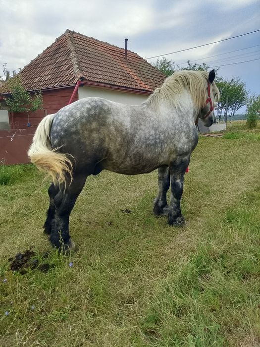 Armasar de vanzare sau schimb cu vaci