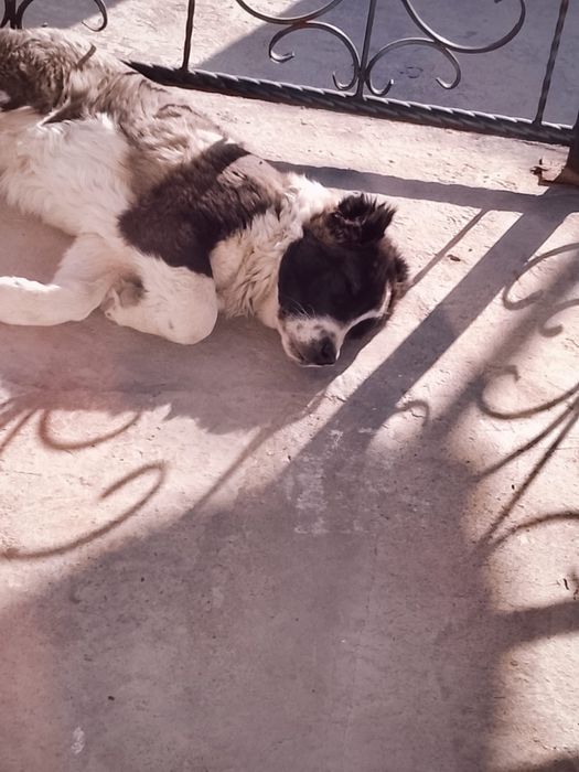 Сабака алабай.  Даром