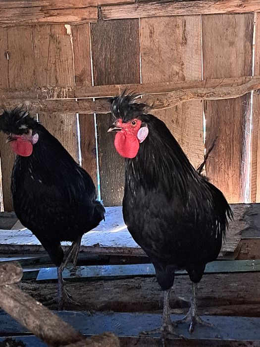 Cocosi de vanzare motati olandezi