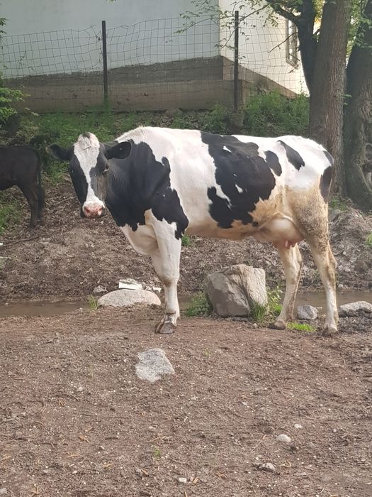 Продам корову высокоудойную