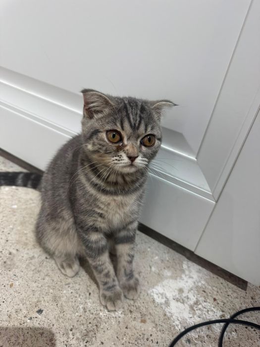 Британский кошка