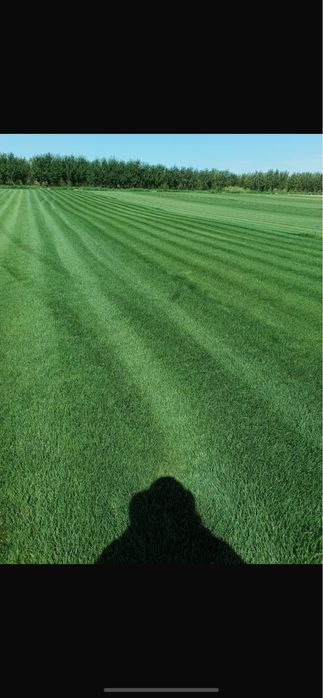 Газон озеленение