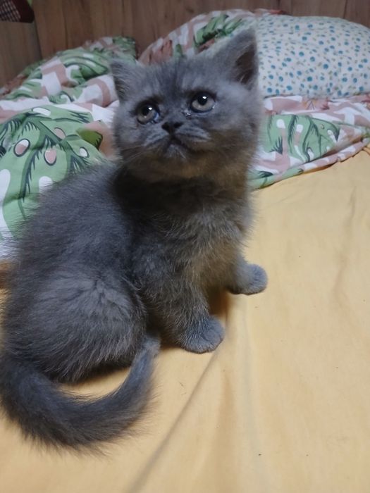 Pisica persana cu pedigree
