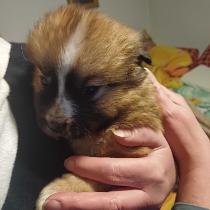 Catei tineri de donat!