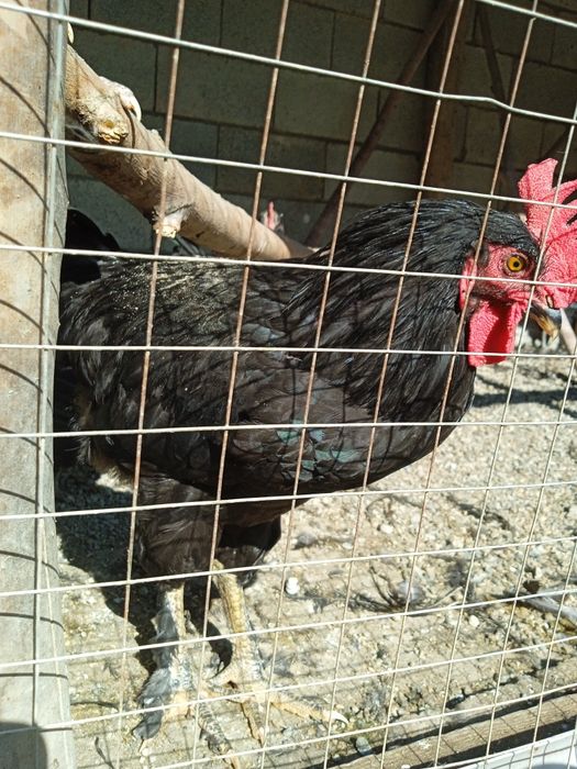 Хорозлар  xorozlar сотилади