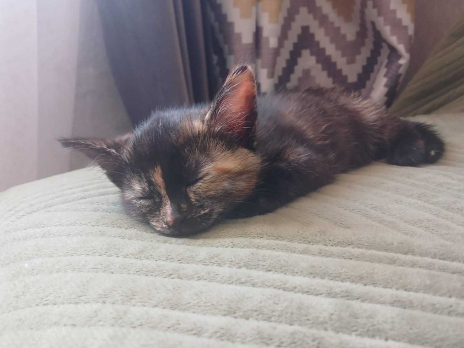 Отдам котят, кошку