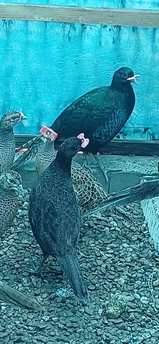 Fazani de mai multe rase