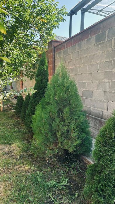 Продам туя Смарагд не дорого!