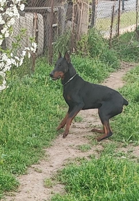 Продаются щенки породы Доберман