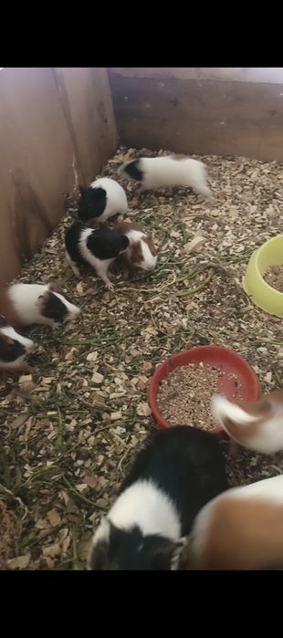 Продается морские свинки