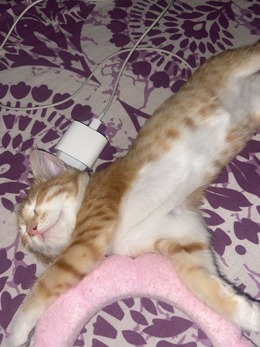 Отдам даром котика