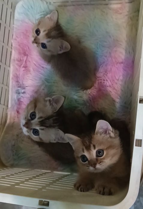 Котята британские шиншиллы