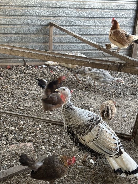 Продам птицу, индюков, кур, петухов