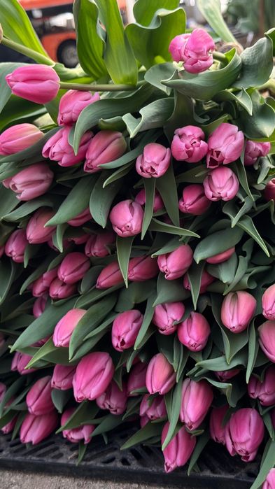 !Тюльпаны оптом!