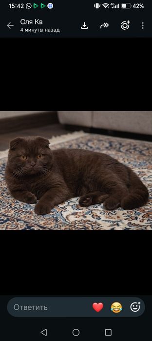 Шотландские вислоухие котята