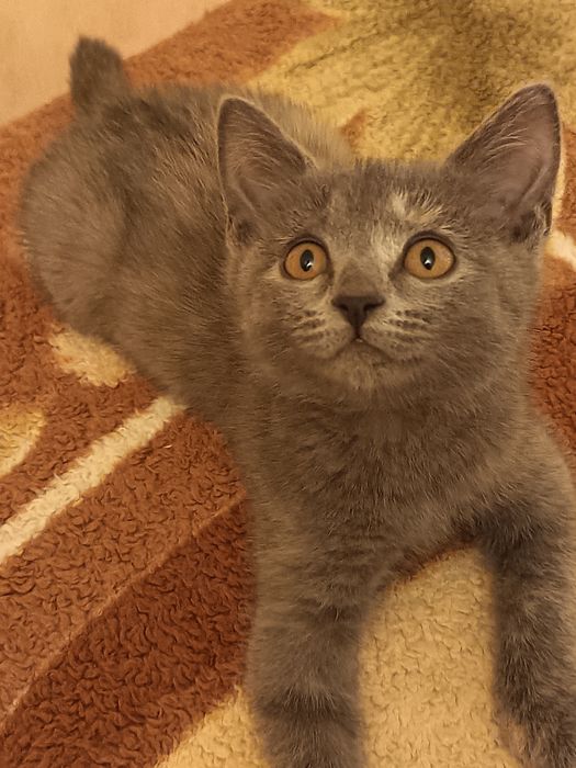 Котята#коти#коти