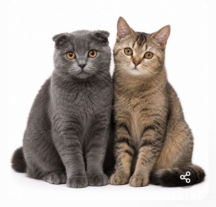 Бронь котят от скотиш фолд и скотиш страйт