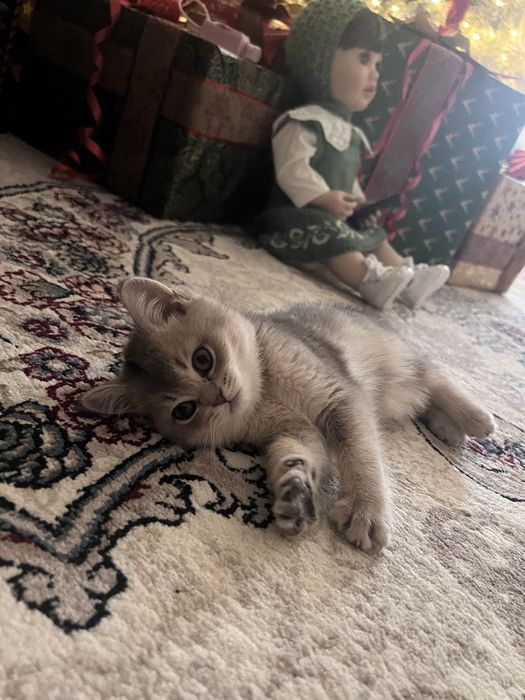 Маленькая двух месячный котенок