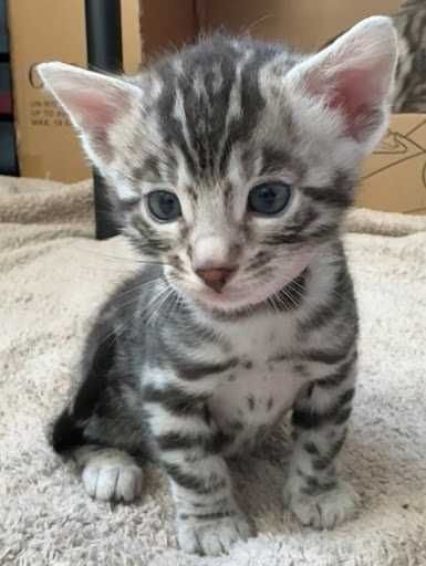 Прекрасни котенца на разположение