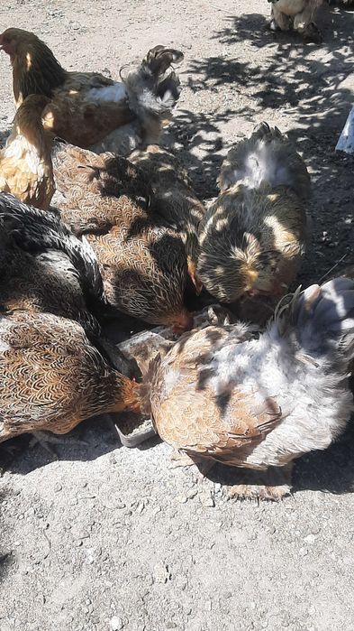 Oua brahma potirnichiu albastru,potirnichiu negru și columbia