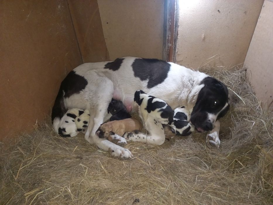 Тобет кушик еркек.