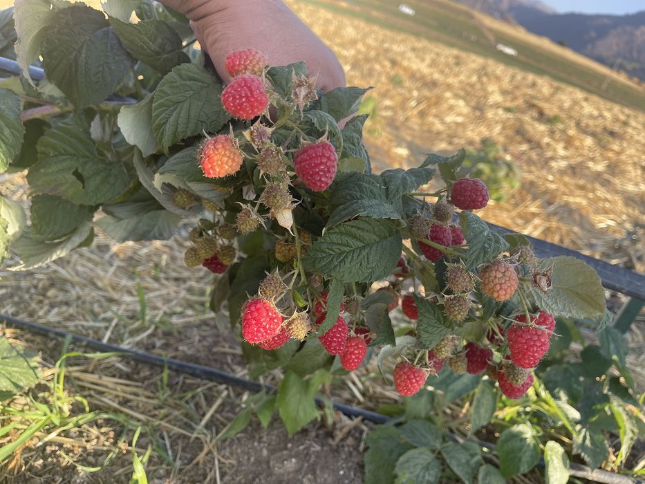 малина кучатлари бор ДЕЛНИВА НАВИ полшадан