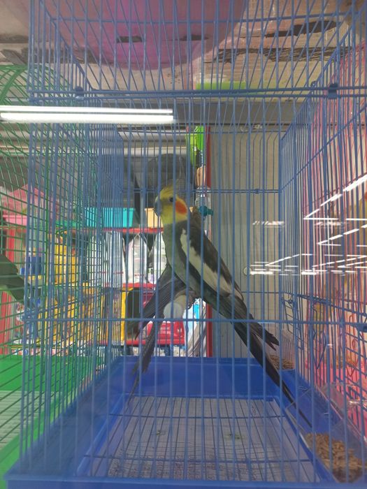 Кореллы молодые ручные