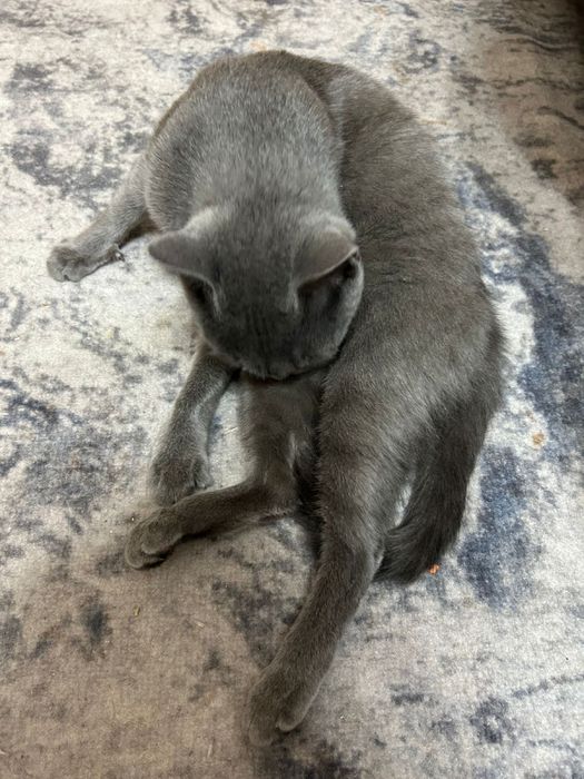 Отдам в добрые руки