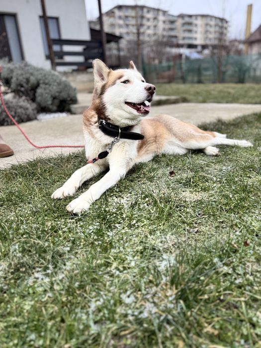 Donez femela Husky Siberian