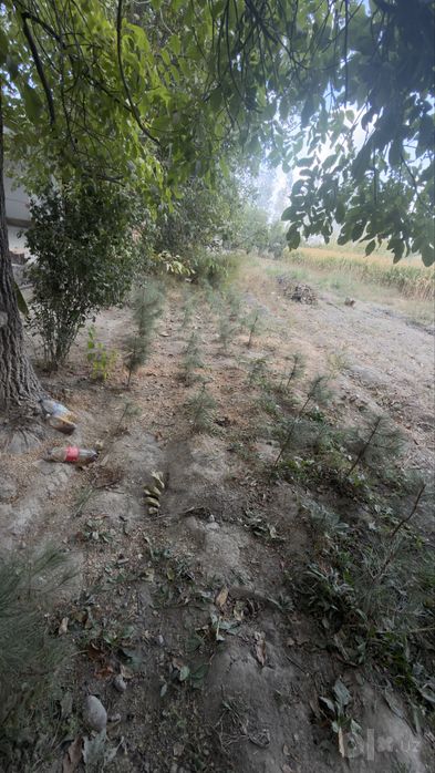Qrimiski Sasna daraxtlari eekilganiga 6 yildan kop bolgan