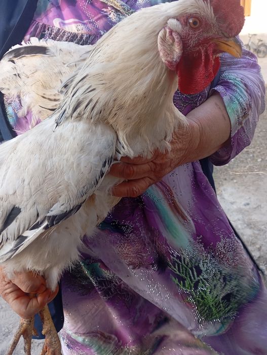 Adler xo'rozlar bor 150000