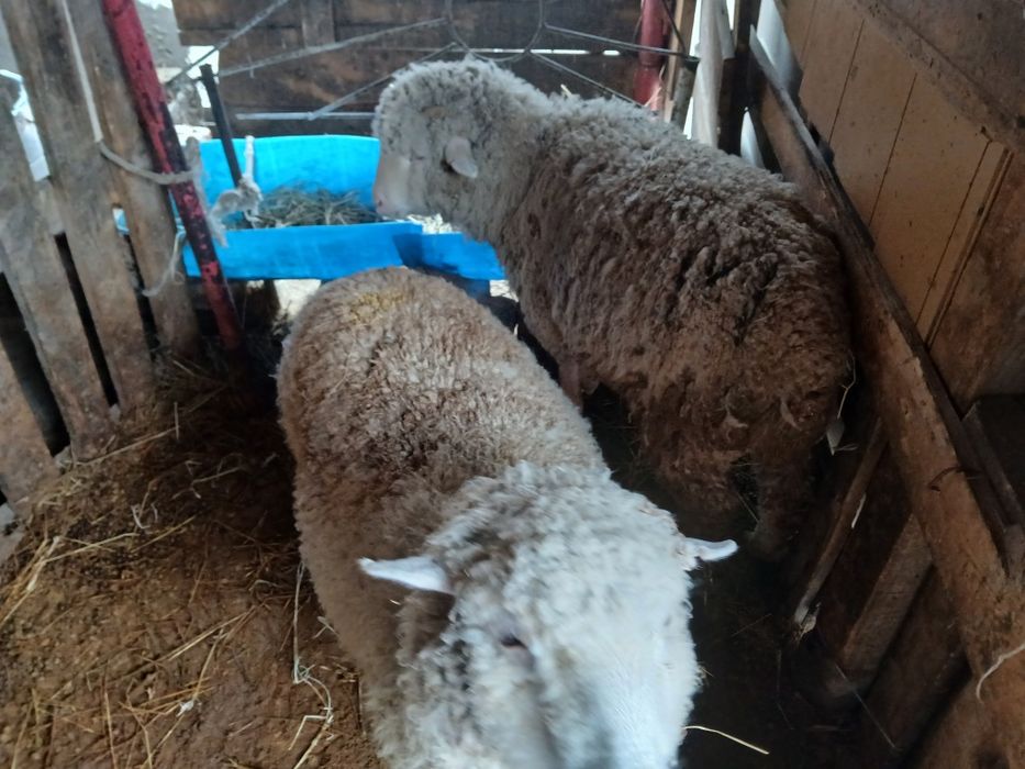 Продам баран жирные