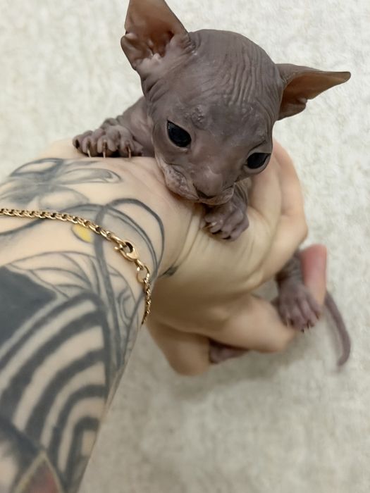 Продам котят сфинкс