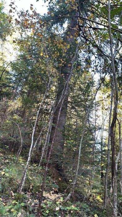 Vand padure 10 ha Damuc