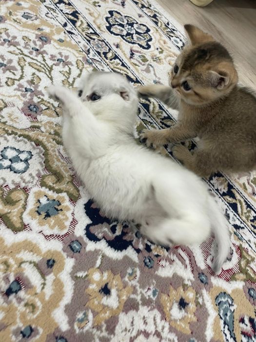 Продается Шотланкие Шиншиллы