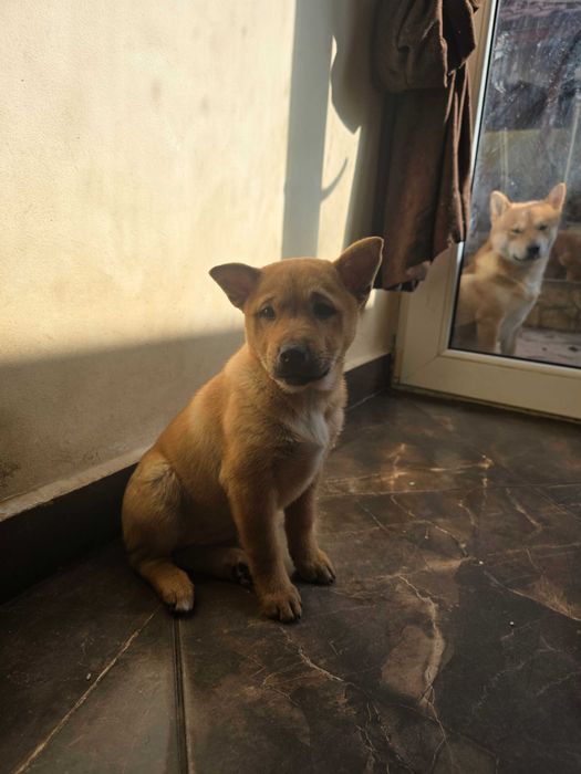 Продавам кученца