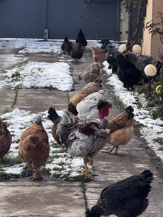 Oua gaini motate si barboase