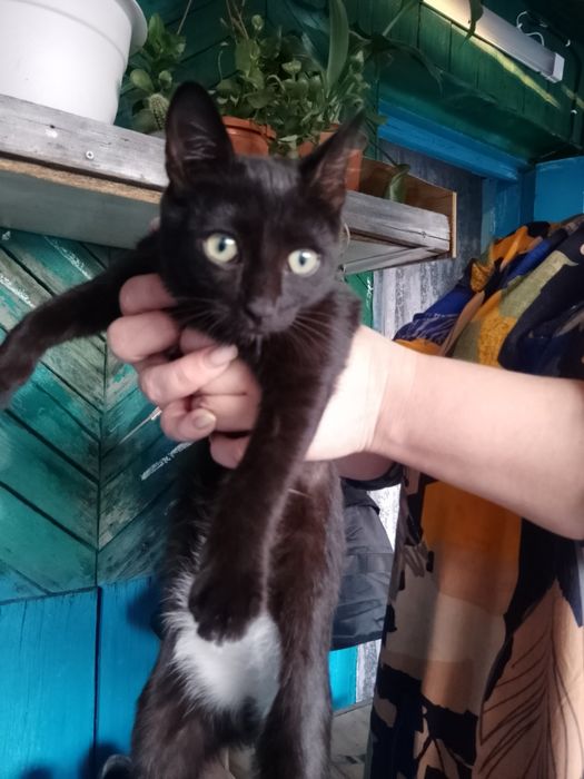 Отдам в хорошие руки кошек