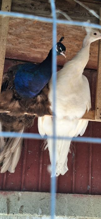 Vand pauni maturi diferite culori