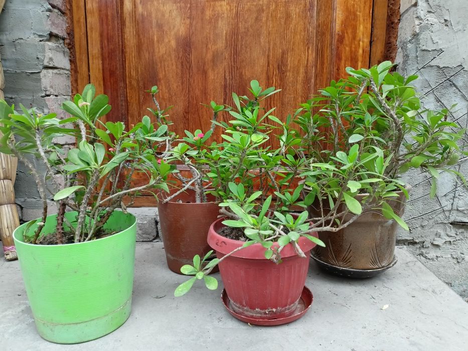 Комнатные цветы .