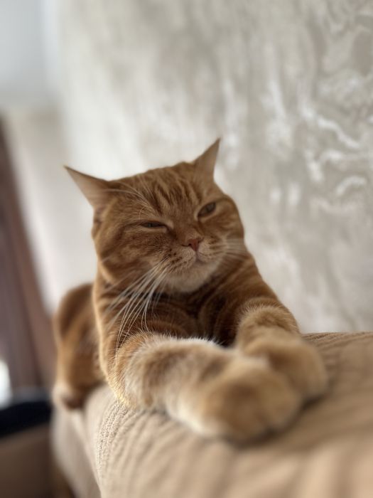 Британская короткошерстная кошка