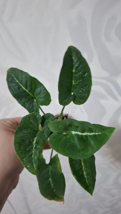 Продам Комнатные цветы