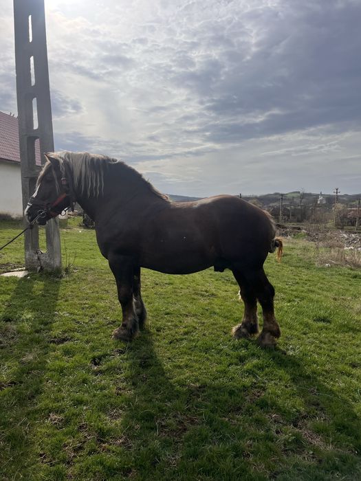 Vand armasar ciocolatiu